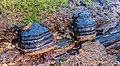 Echte tonderzwam (Fomes fomentarius) op een dode boomstam.