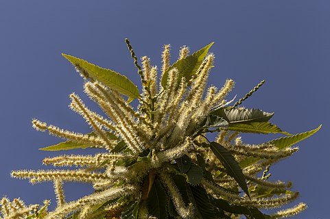 Sweet chestnut blossom