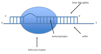 The Editosome Complex Editosome.PNG