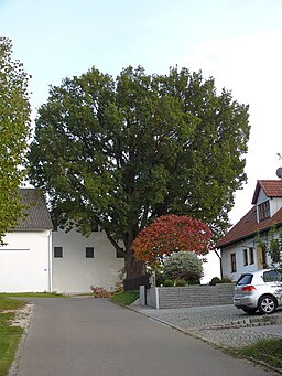 Eiche in Obermarbach - 2023-10-04 - 398b