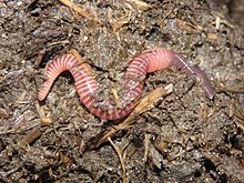 Vers de compost, espèces épigés (fétida, Andrei, Hortensis)