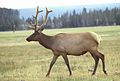 Elk male with antlers.jpg