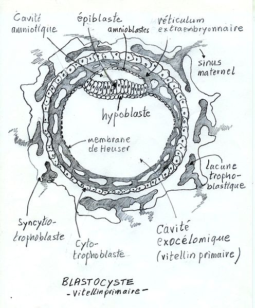 File:EmbryonVitellinPrimaire.jpg