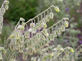 Emmenanthe penduliflora