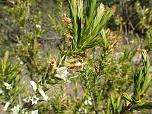 Epacris calvertiana var. calvertiana yeşillik ve flowers.jpg