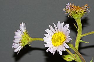 <i>Erigeron eximius</i> Species of flowering plant