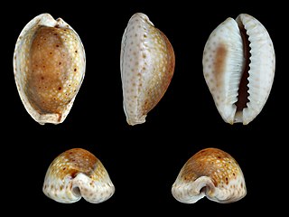 <i>Naria ocellata</i> species of mollusc (fossil)