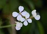 Eruca sativa (Brassicaceae) Rocket