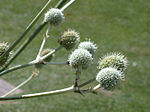 Eryngium eburneum 20070810-1308-119A.jpg