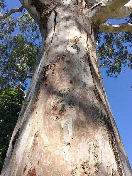 File:Eucalyptus camaldulensis - trunk bark.jpg