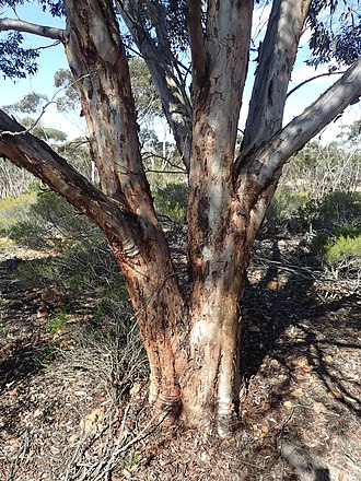bark Eucalyptus densa bark.jpg
