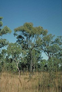 <i>Eucalyptus jensenii</i> Species of eucalyptus
