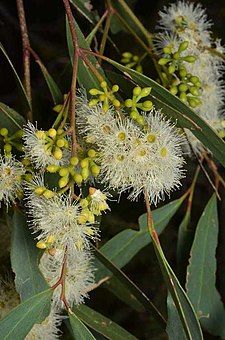 flower buds and flowers Eucalyptus pilligaensis buds.jpg