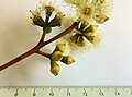 Eucalyptus propinqua - inflorescence.jpg