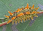 Thumbnail for Spiny oak slug