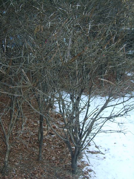 File:Euonymus alatus at winter.JPG