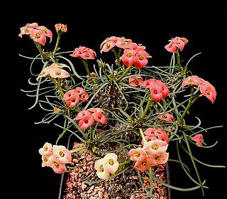 <i>Euphorbia gottlebei</i> species of plant