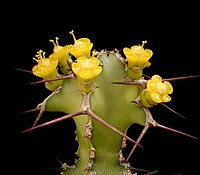Euphorbia leontopoda