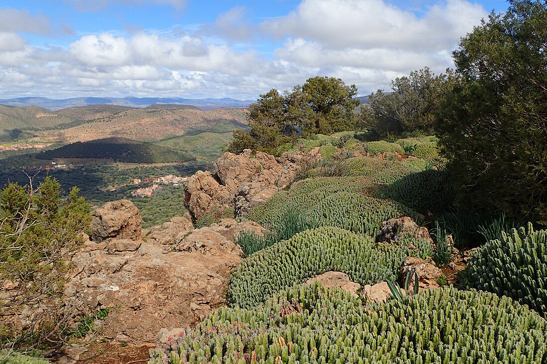 Euphorbia resinifera