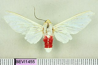 <i>Eupseudosoma grandis</i>