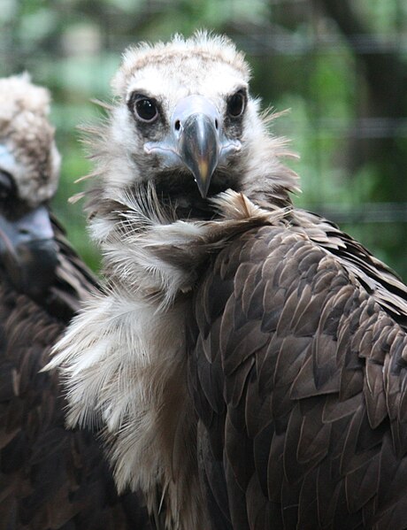 File:Eurasian Black Vulture 001.jpg