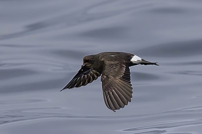 European storm-petrel Hydrobates pelagicus