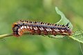 * Nomination Drinker moth caterpillar (Euthrix potatoria), Oxfordshire --Charlesjsharp 21:42, 15 July 2017 (UTC) * Promotion Very good -- Spurzem 21:47, 15 July 2017 (UTC)