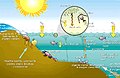 Eutrophication