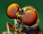 Eyes of a Holcocephala fusca Robber Fly.jpg
