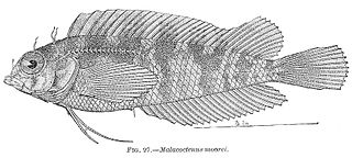 <i>Malacoctenus macropus</i> Species of fish
