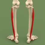 Bacak fasiyal kompartmanları (lateral kompartman) - posterior view.png