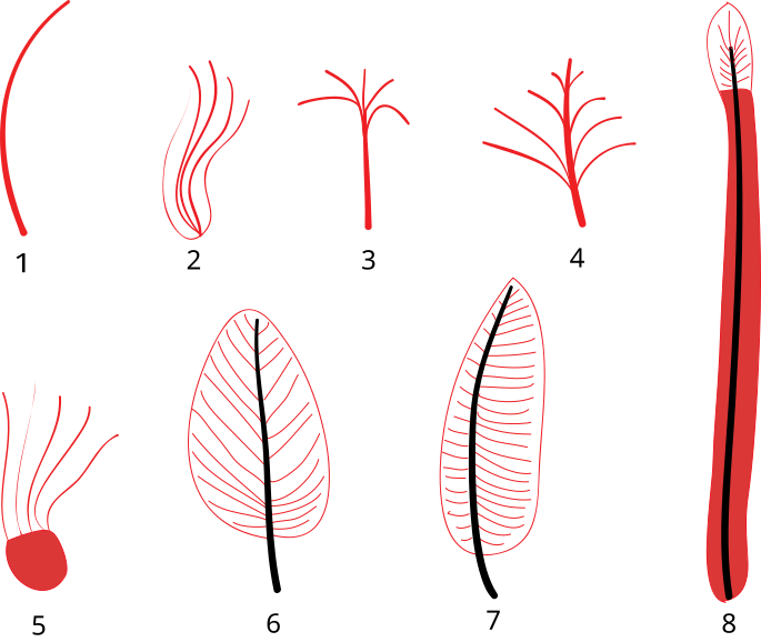 File:Feather stages diagram.svg