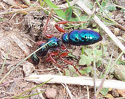 Diamma bicolor, ženka, porodica Tiphiidae, infrared Aculeata