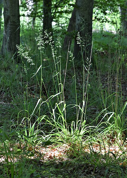 File:Festuca altissima kz02.jpg