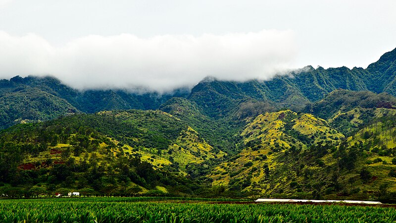 File:Fields of Green (33579564134).jpg