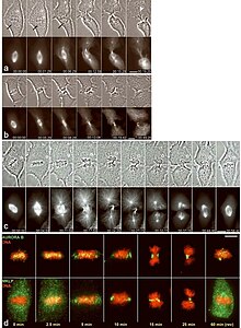 Fig. 4 Flavopiridol induces reversible mitotic exit and cytokinesis if proteasome activity is inhibited. Figure 04.jpg