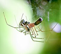 Filmy dome spiders (Neriene radiata) mating.jpg
