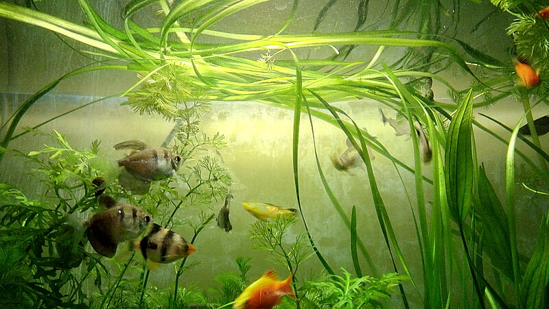 File:Fish Aquarium with Vallisneria.jpg