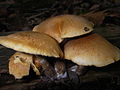 Gymnopilus penetrans