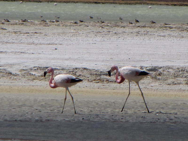 File:Flamingos (4320096577).jpg