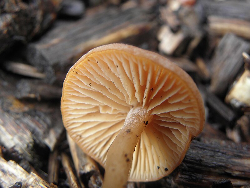 File:Flammulina velutipes R.H. (13).jpg