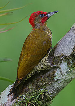 Flickr - Rainbirder - Rufous-winged Woodpecker (Piculus simplex) male.jpg