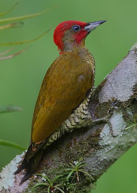 Nicaraguantikka (Piculus simplex)