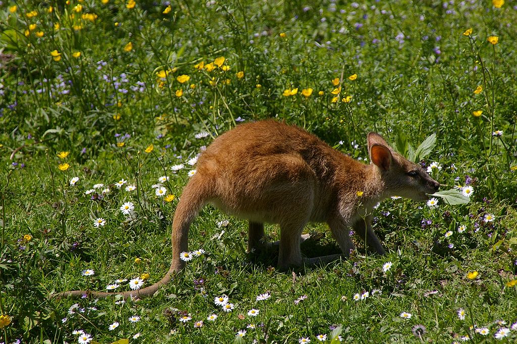 Flinkwallaby.jpg