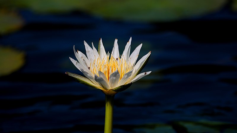 File:Flor de Agua - panoramio.jpg