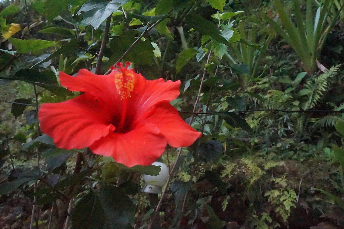 File:Flor de amapola.JPG - Wikimedia Commons