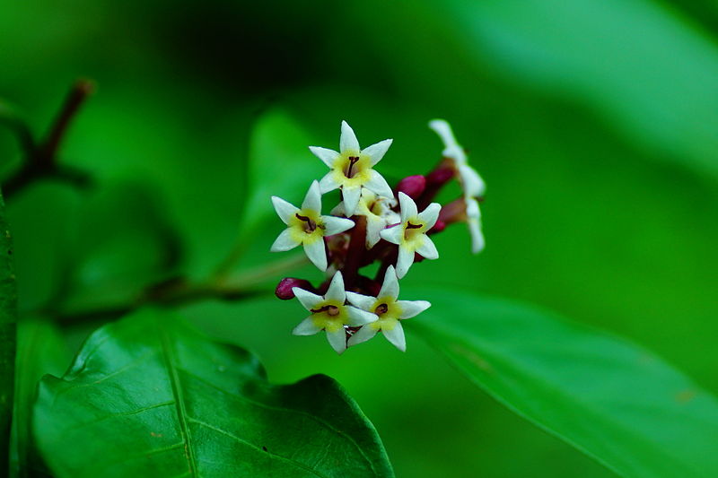 File:Flower of Chassalia curviflora 05766.jpg