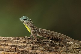 Common flying lizard