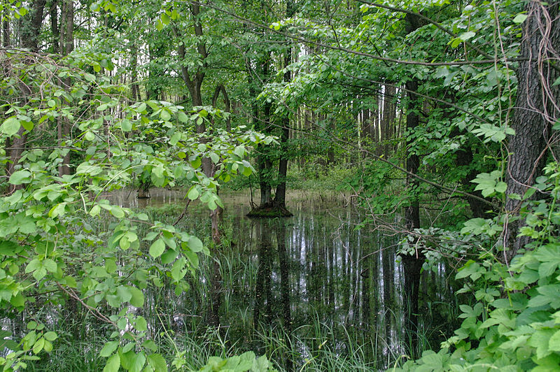 File:Forest Lakes Cascade 03.JPG