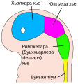 ce (чеченски)